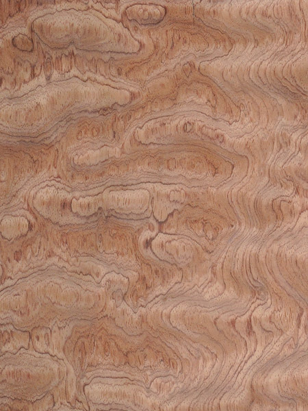 Phoca Galleri